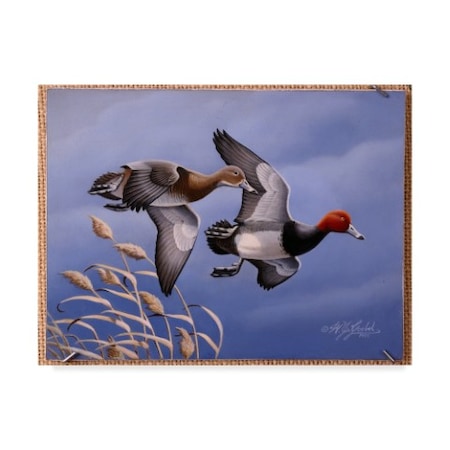Wilhelm Goebel '1986 Redhead Ducks' Canvas Art,24x32
